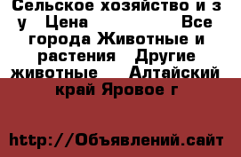 Сельское хозяйство и з/у › Цена ­ 2 500 000 - Все города Животные и растения » Другие животные   . Алтайский край,Яровое г.